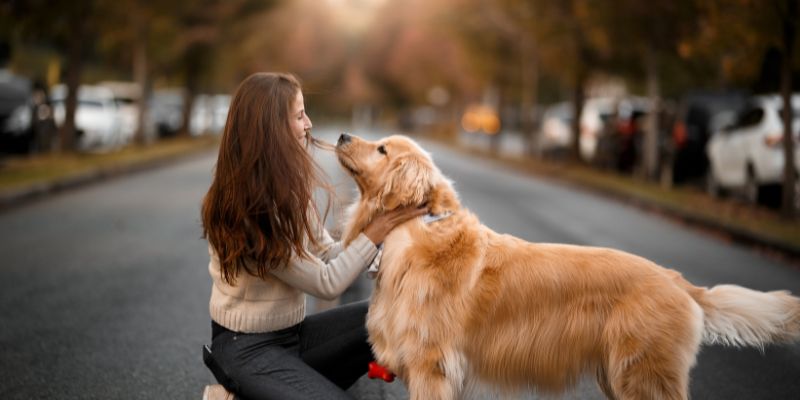 Ngủ mơ mơ thấy bản thân đang dắt chó đi dạo