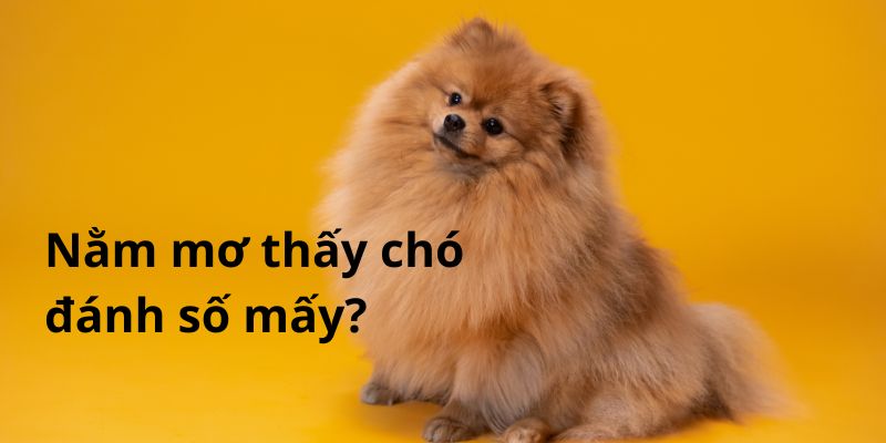 nằm mơ thấy chó đánh số mấy