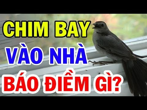 Chim bay vào nhà đánh con gì