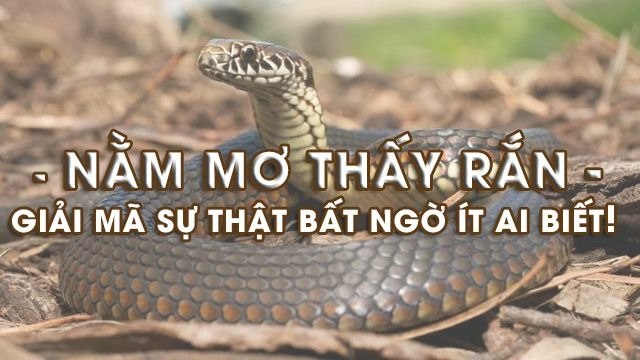 mơ thấy rắn đánh con gì